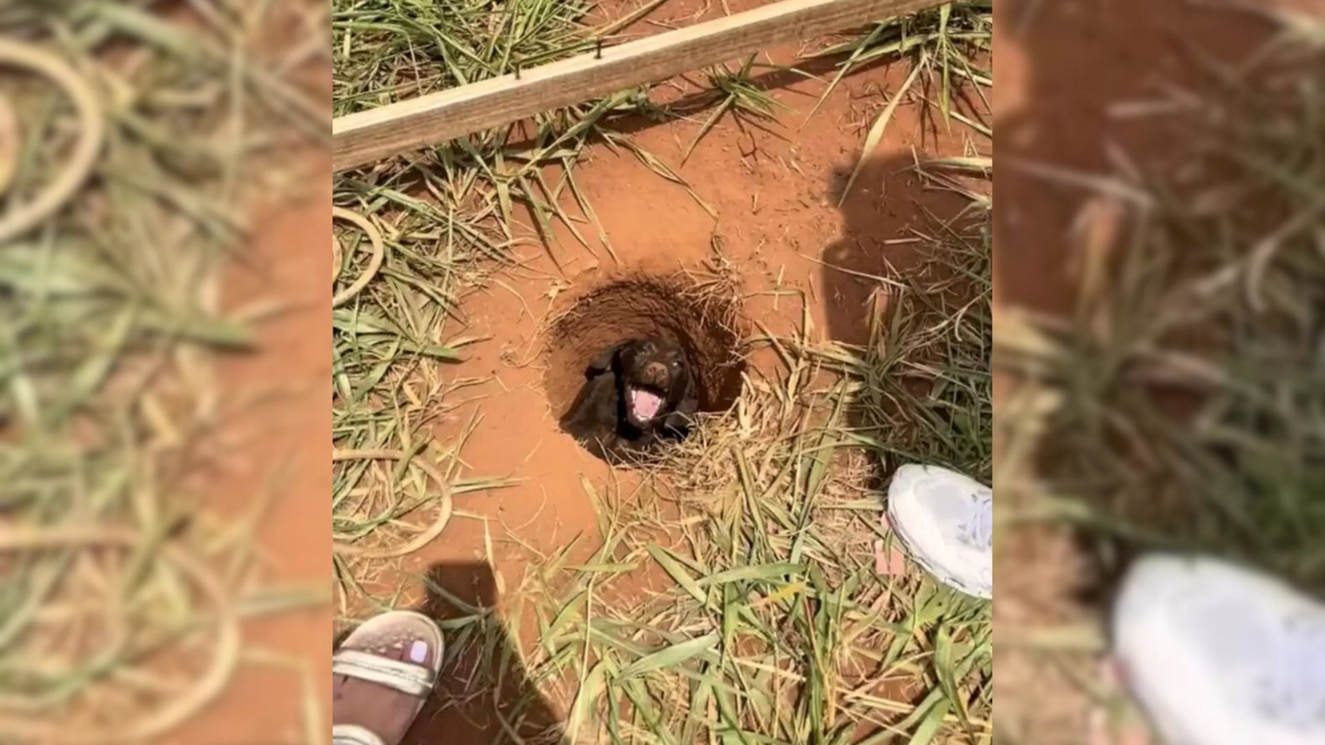 a dog rescued from a hole