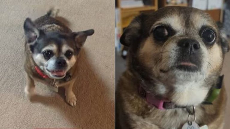 Cat Mom Adopts This Adorable Chihuahua-Pug Mix