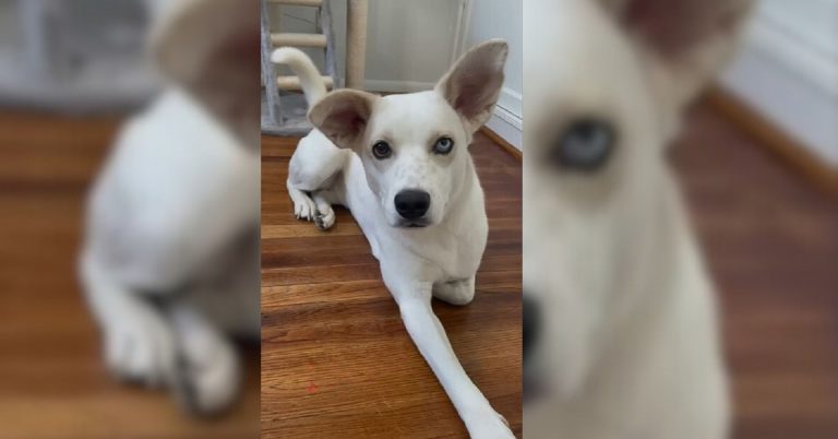 white dog in the house