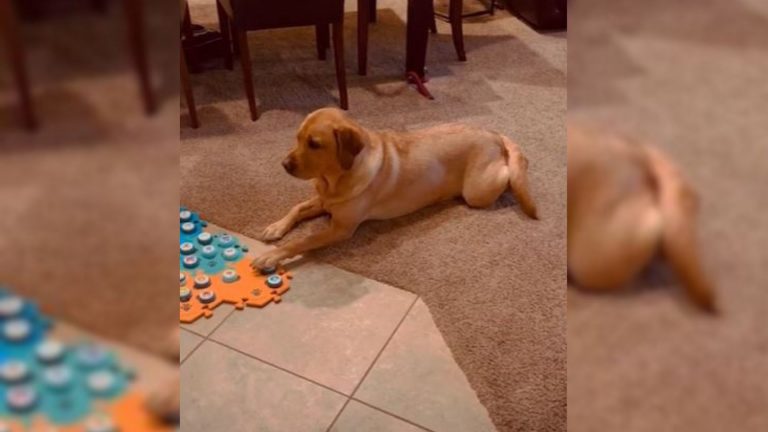 dog laying in the house