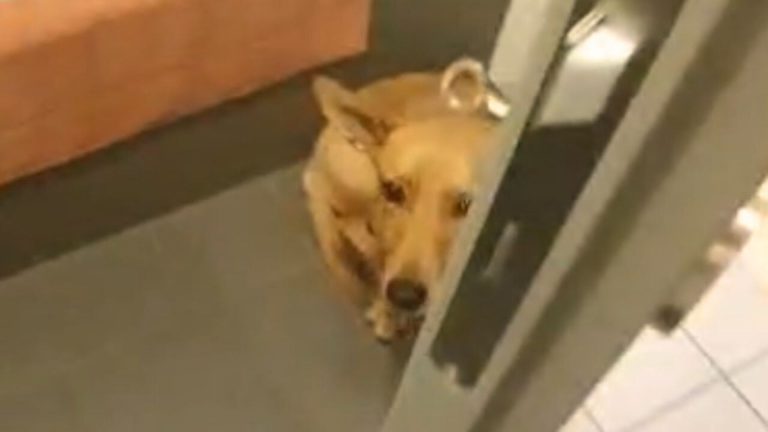 Couple Adopts A Traumatized Shelter Dog