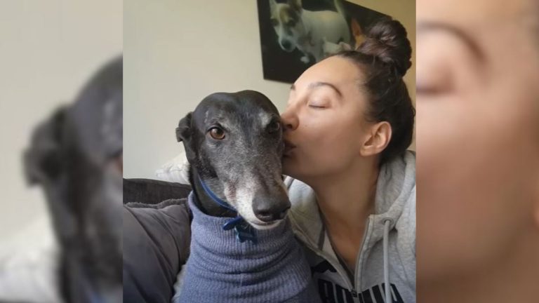 a girl kisses a greyhound