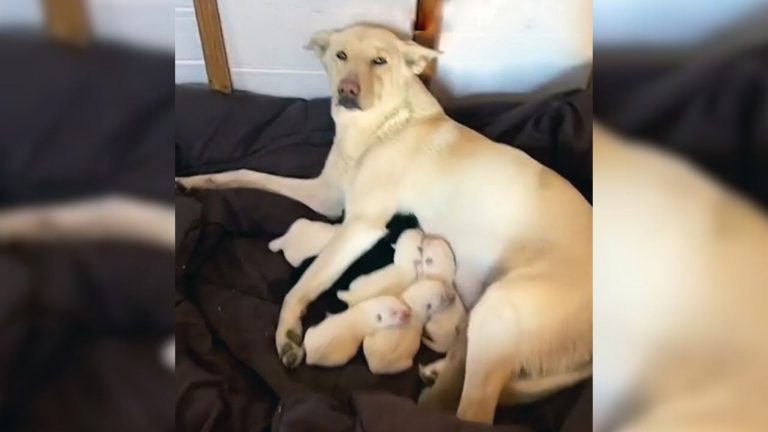 Mother dog a its puppies