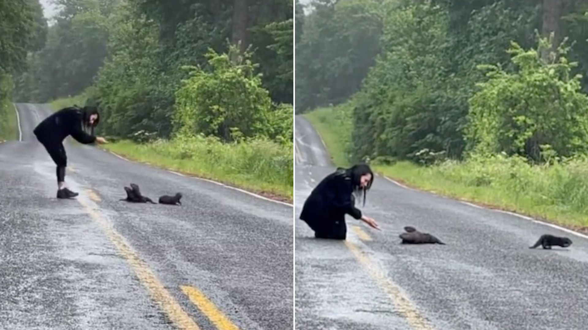 couple saw otters on the road