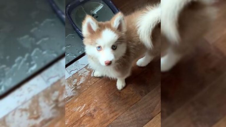 cute pomsky