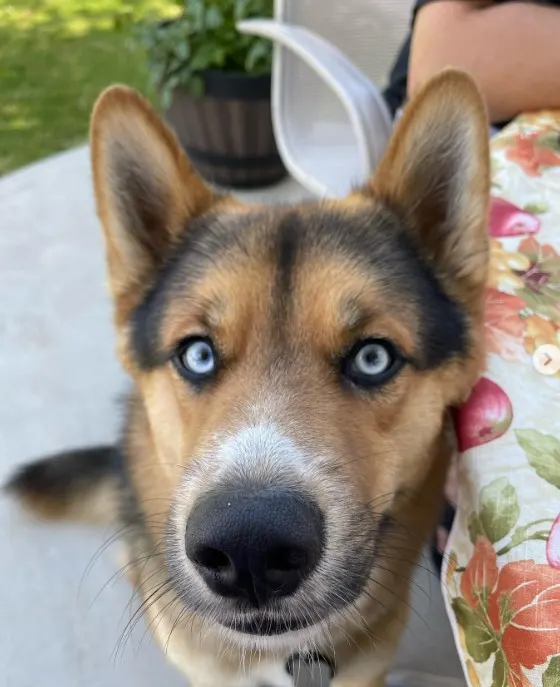 Cute dog with blue eyes