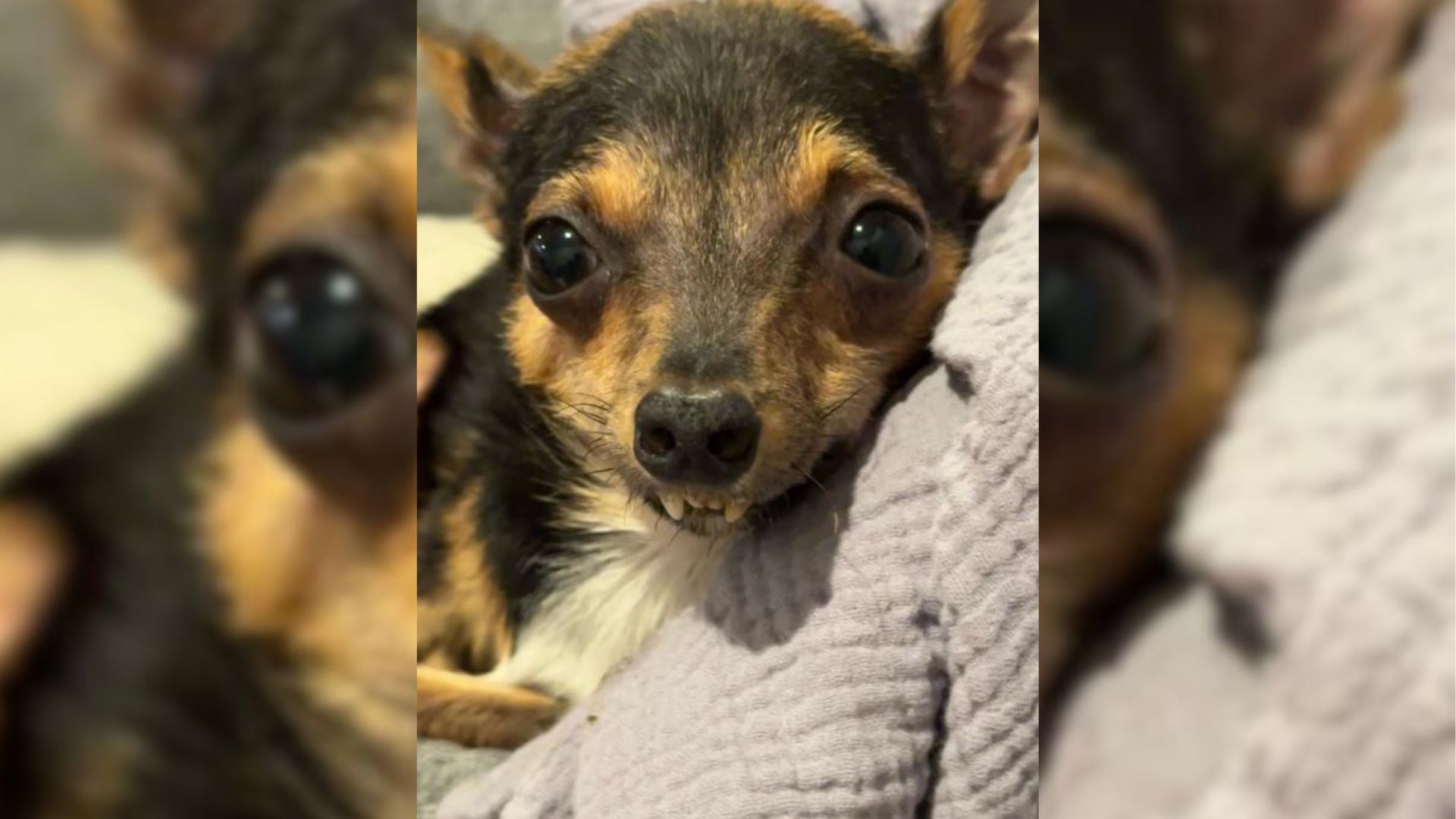 Disabled Pup Has The Most Adorable Response When He Hears His Mom Say “I Love You”