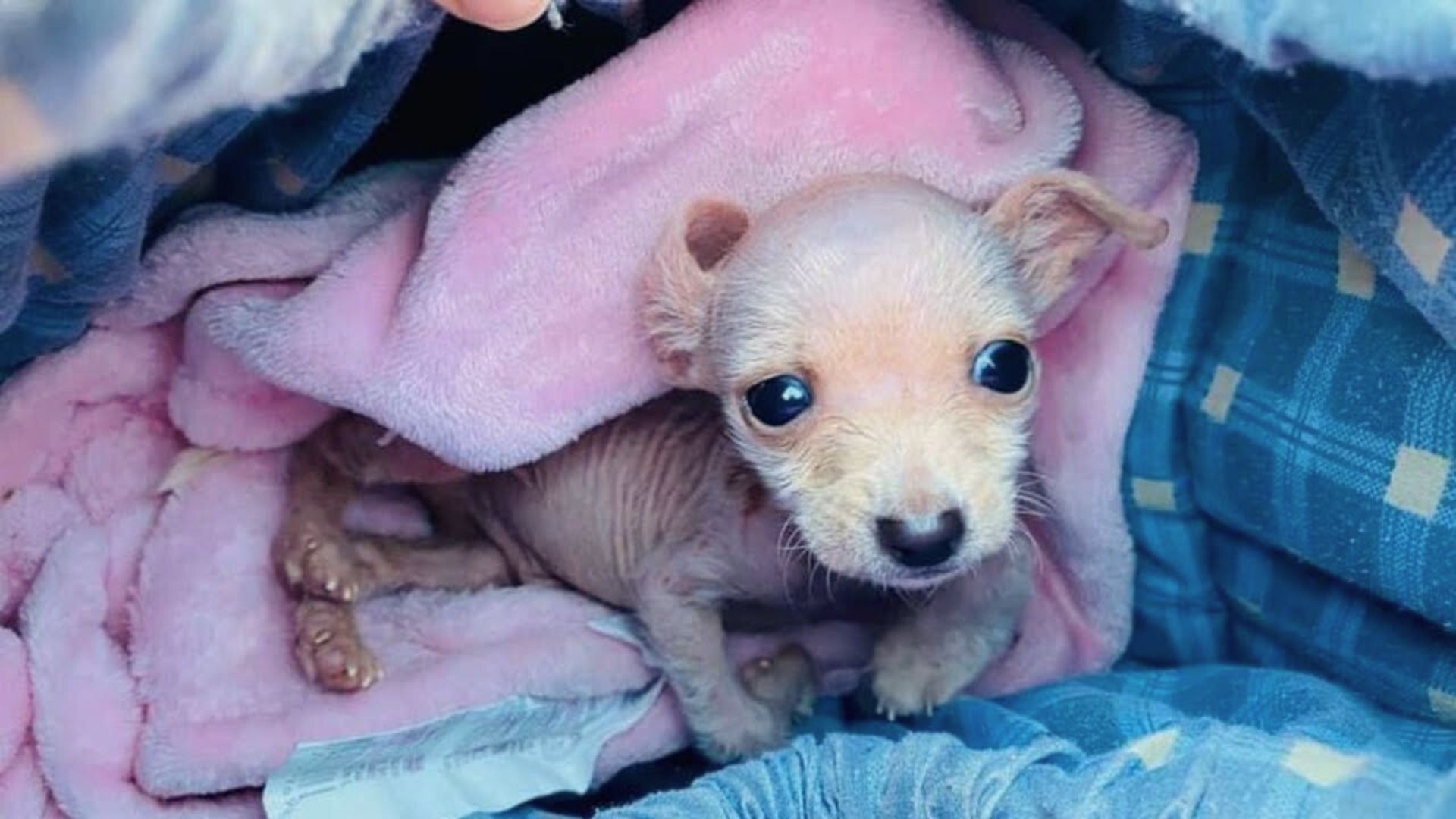 This Disabled Pup Only Weighted 1 Pound, But Then Met Someone Special Who Changed His Life