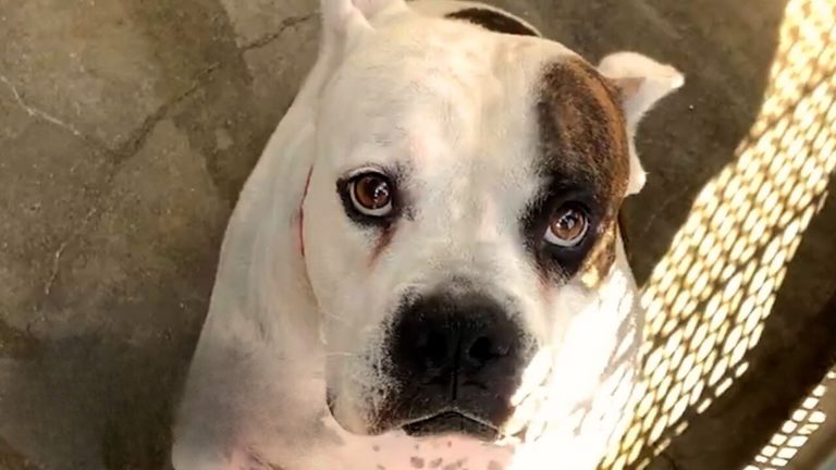 abandoned dog