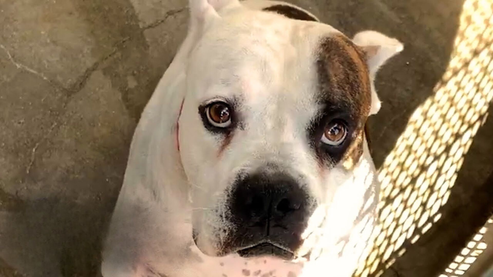 Dog Abandoned By His Owner At The Shelter Begs Workers For A New Chance