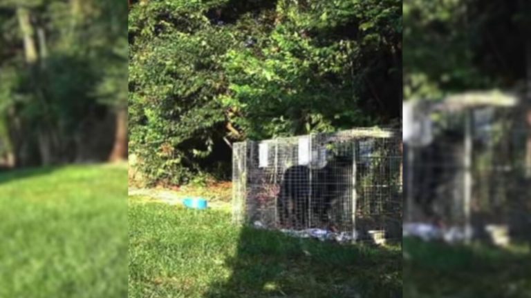dog reunited with her family