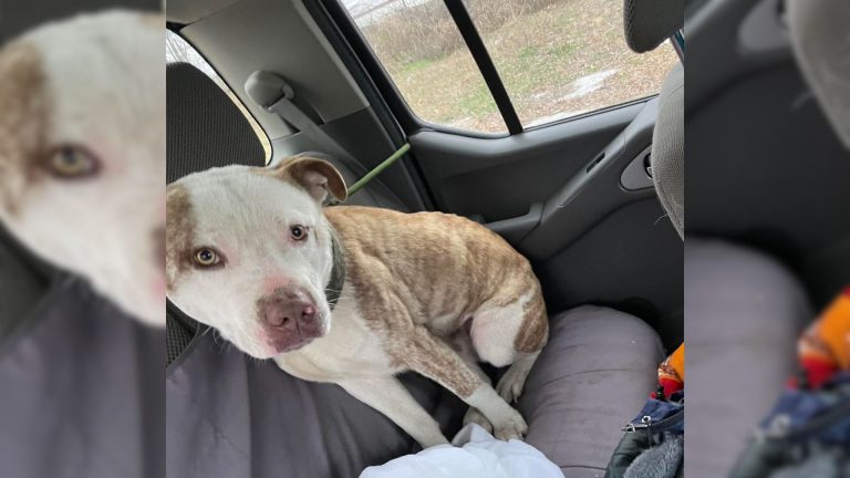 the dog sits in the car and enjoys the ride