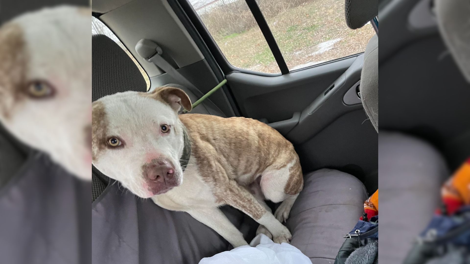 Dog Limping Around The Icy Suburbs Rejoices When Rescuers Arrive To Help Him