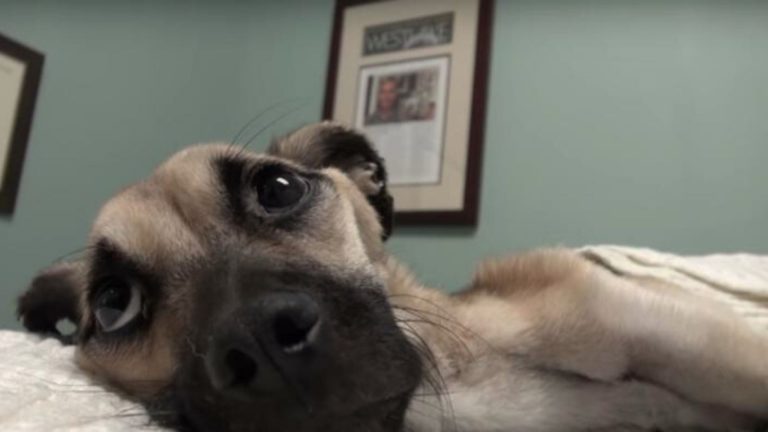 close-up photo of starved dog