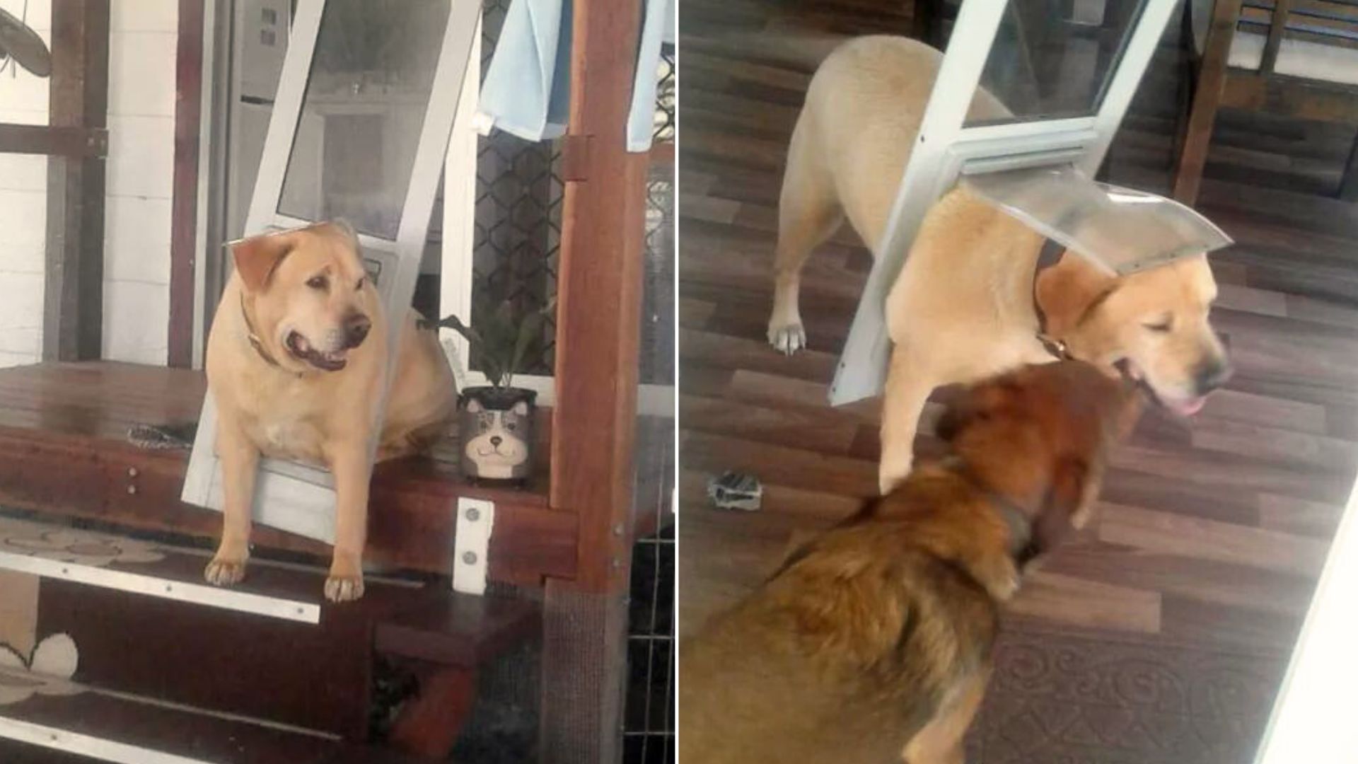 Dog Realizes He Is Too Chubby After Getting Stuck In The Doggy Door