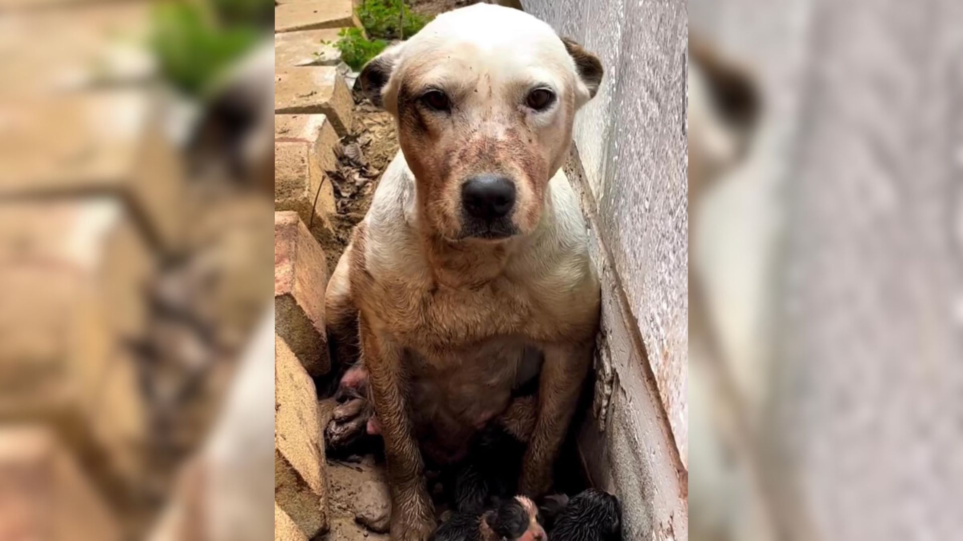 dog saved from mud