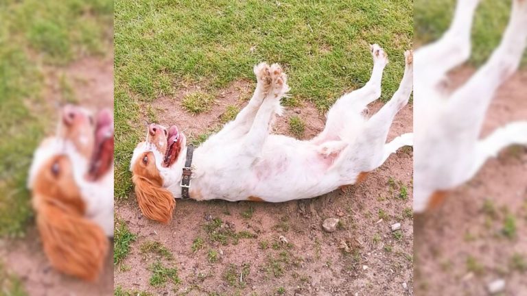 dog laying on a back