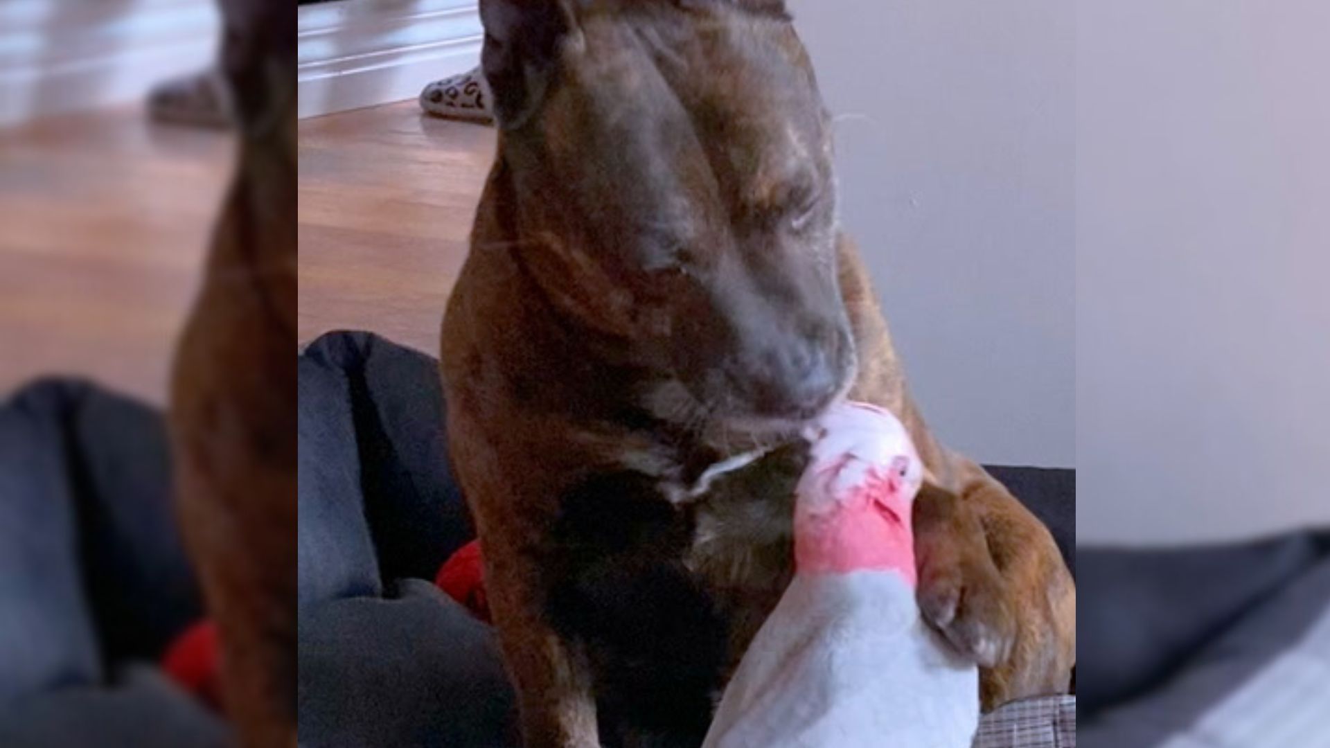 dog and injured parrot