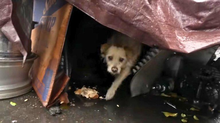 dog saved from junkyard