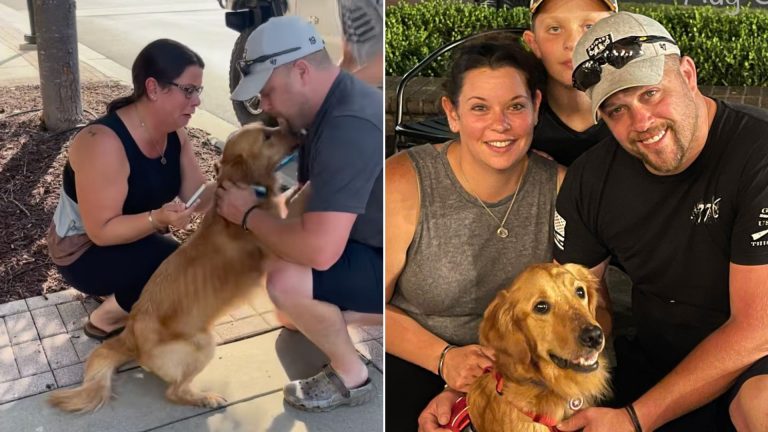 dog and its owners