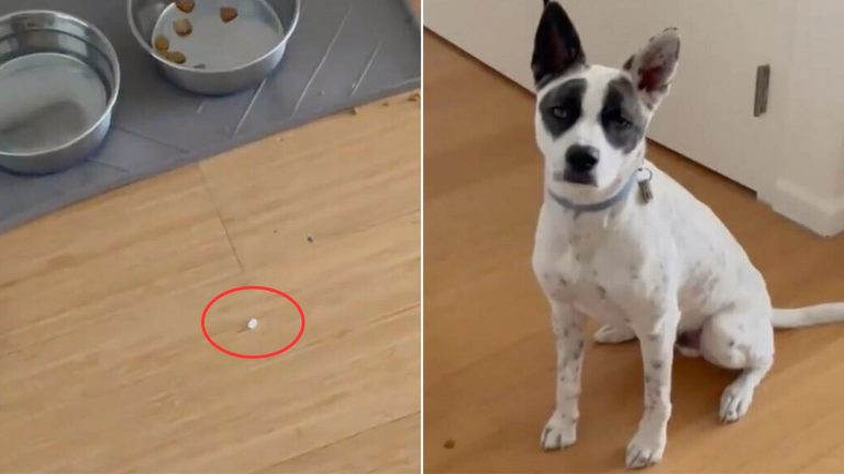 photo of a dog and a pill on the floor