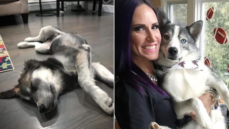 Dog and its owner