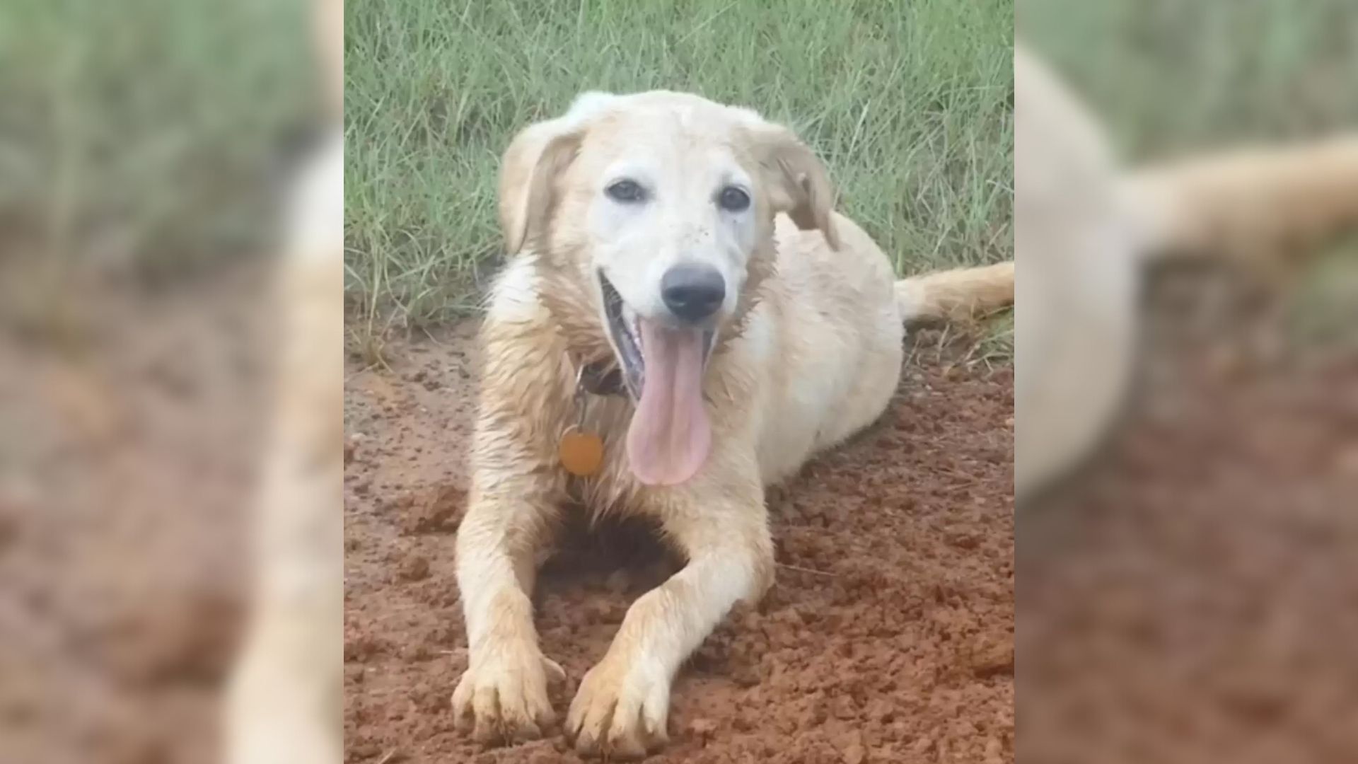 Dog Who Was Lost For A Year Was Finally Found With Some Interesting Company 