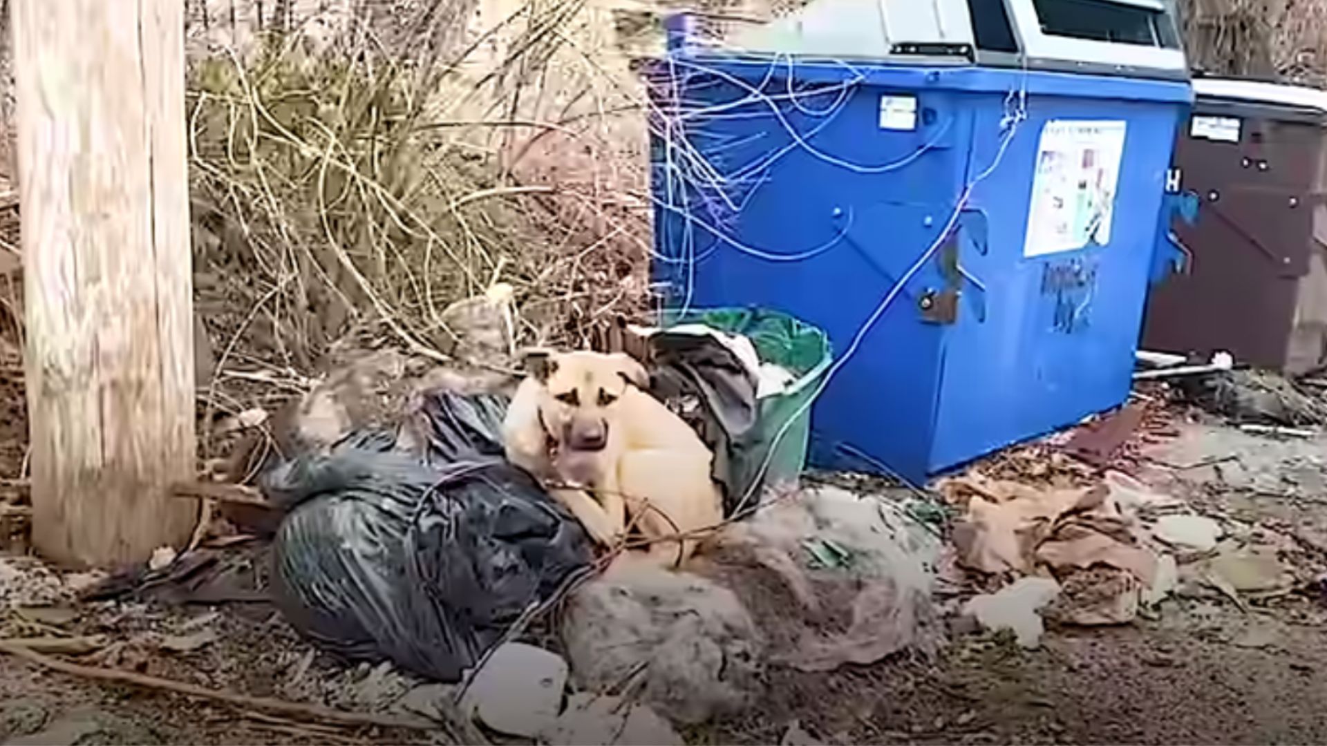 Stray Dog Who Was Tied To A Dumpster Doesn’t Want To Leave His New Foster Mom