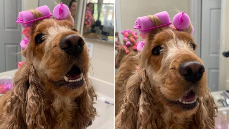 a dog with a haircut