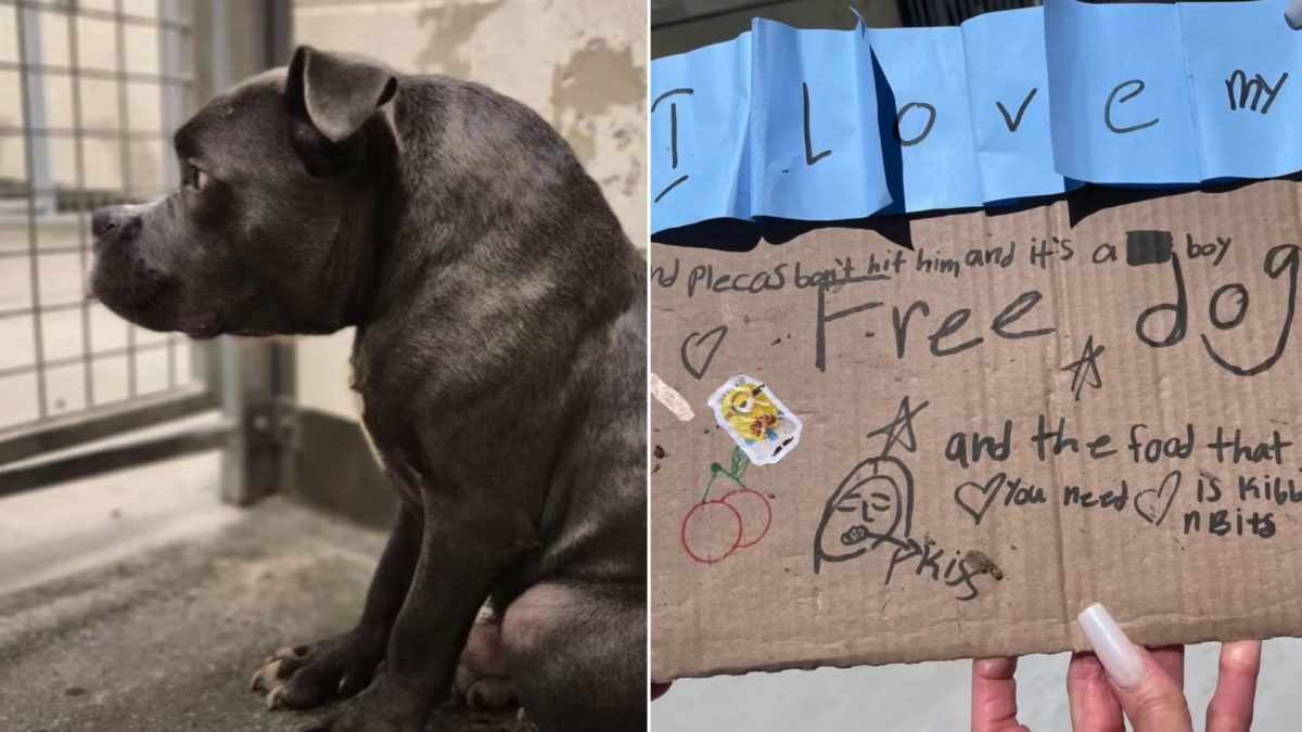 Dog With Rare Condition Left Outside A Shelter With A Heartbreaking Note