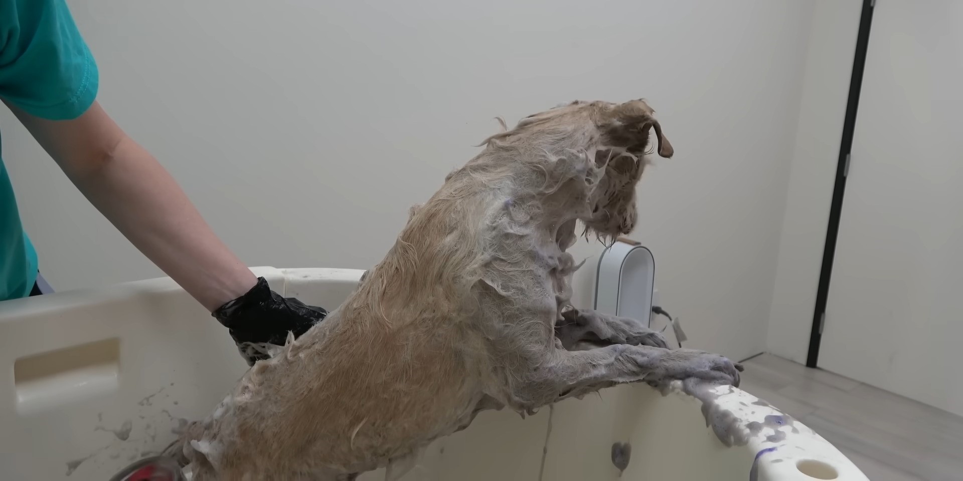 Dog in a bathtube