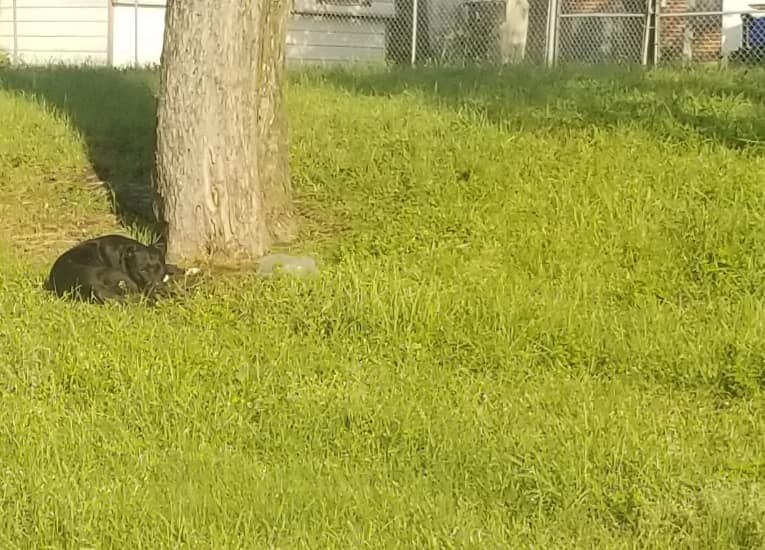 Dog laying next to a tree