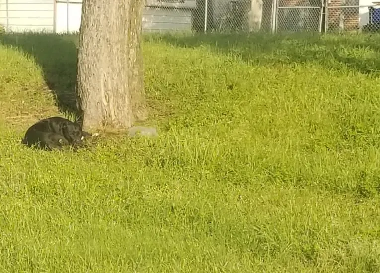 Dog laying next to a tree
