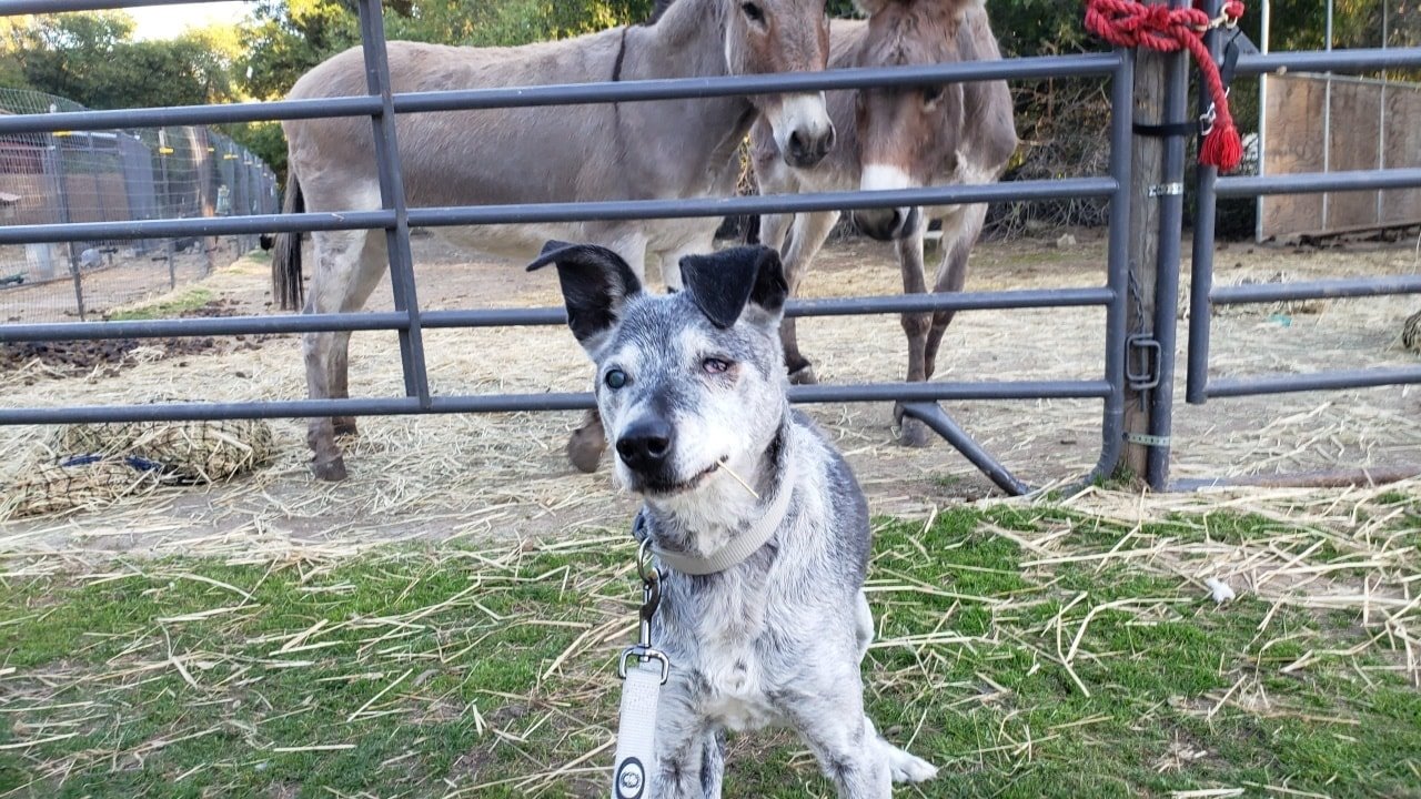Dog with two mules