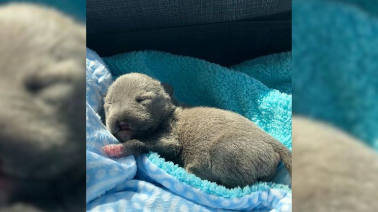 cute black newborn puppy