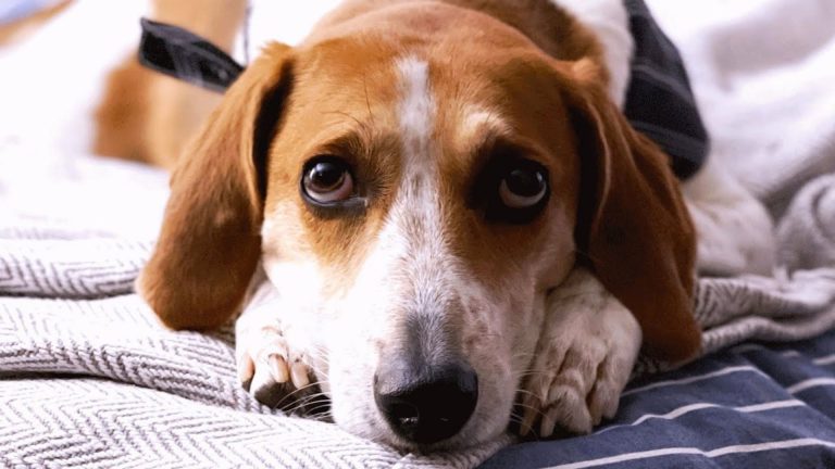 close up view of the dog