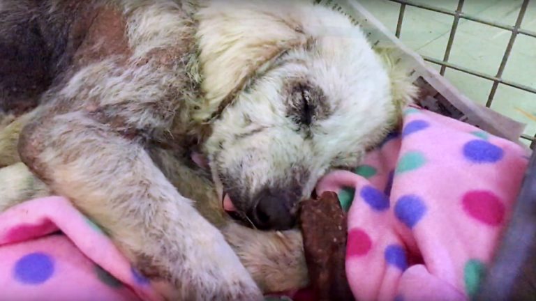dog sleeping on pink sheet