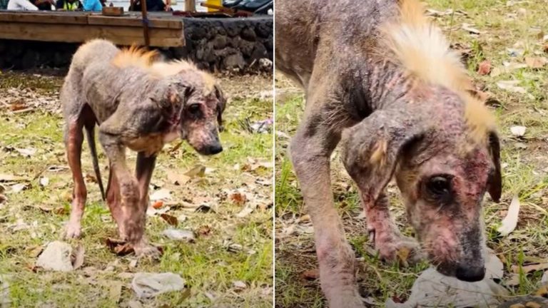 a scary puppy turns into a beauty