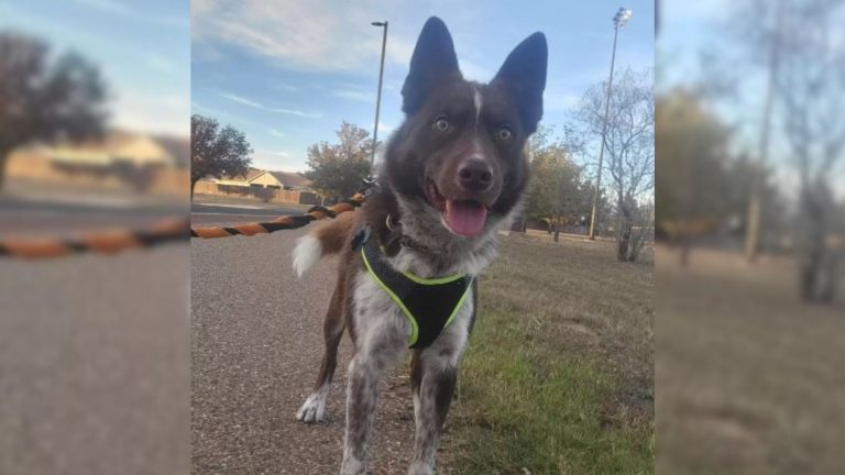 Foster Dog Who Confused His Mom By His Unusual Behavior