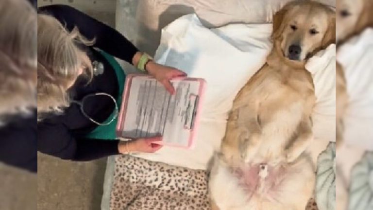 golden retriever lying in front of owner