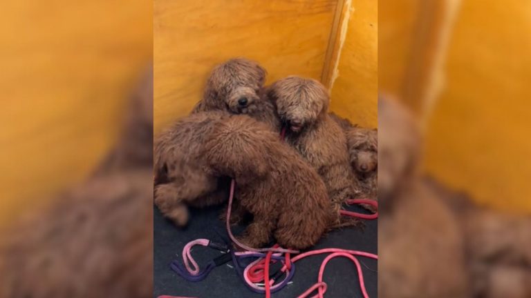 puppies with overgrown fur
