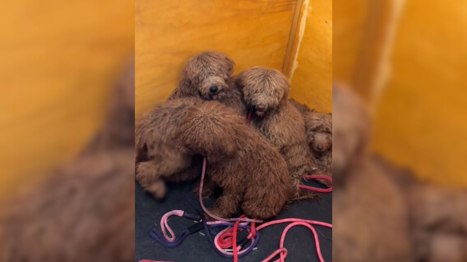 Grooming Session Was Life-Saving For These Rescued Golden Doodle Puppies