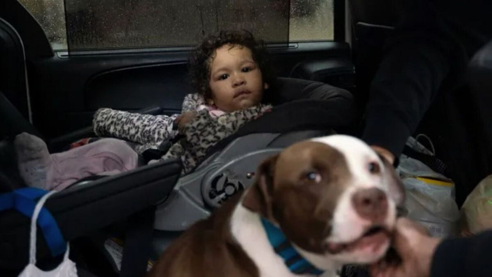 Hero Dog Wasn’t Willing To Leave The House Without 1-Year-Old Girl, Ultimately Saving Her From Fire