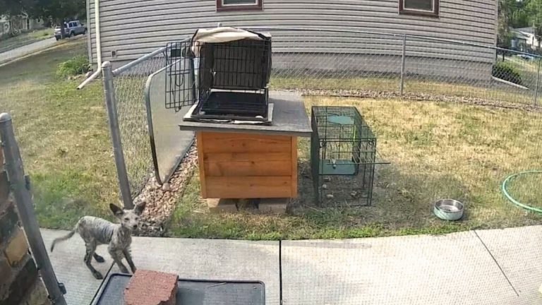 Homeowner Finally Catches The Hairless Mystery Animal Living