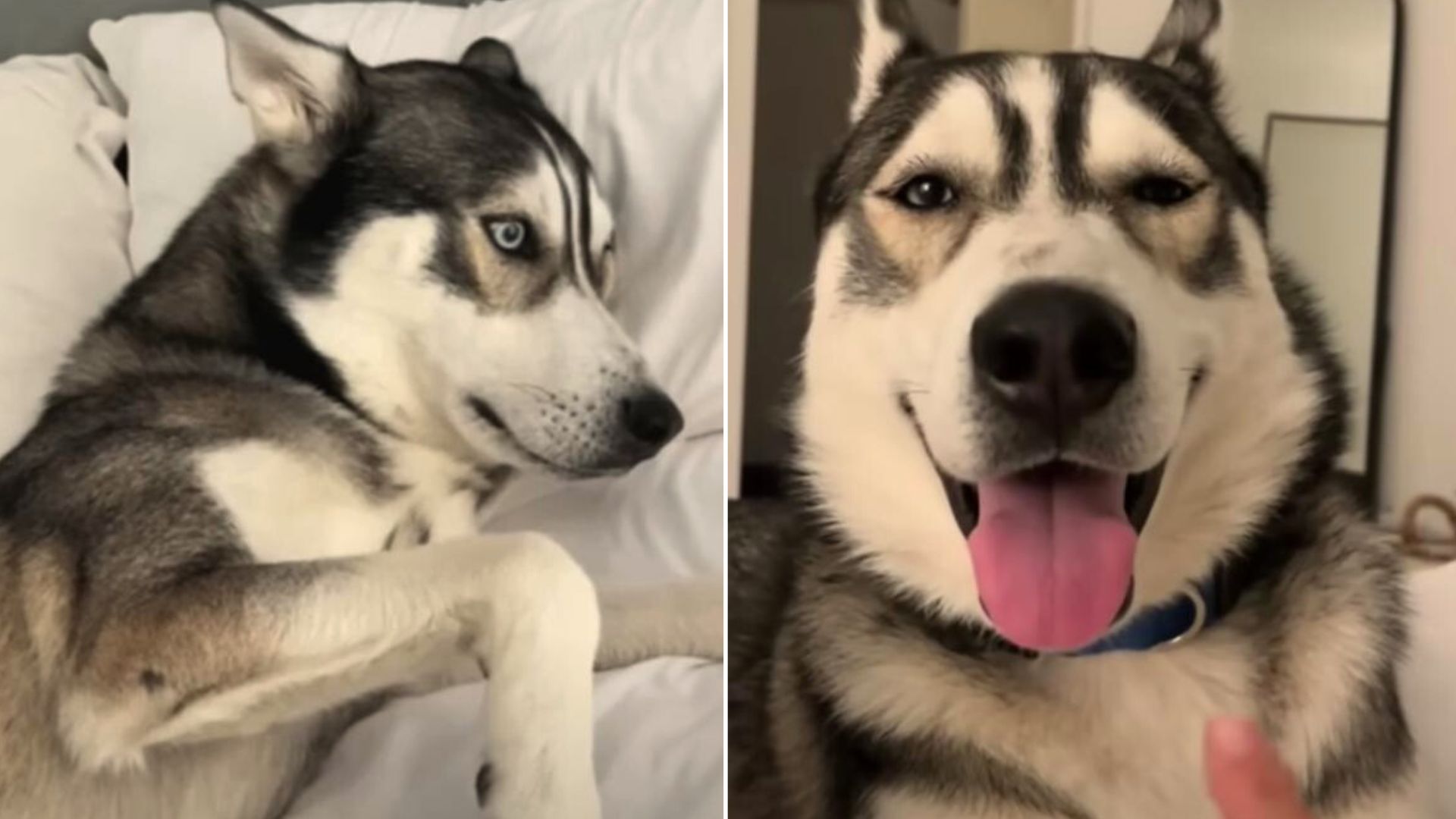 Husky Abandoned By Family Refuses To “Talk” Until He Meets His New Mom