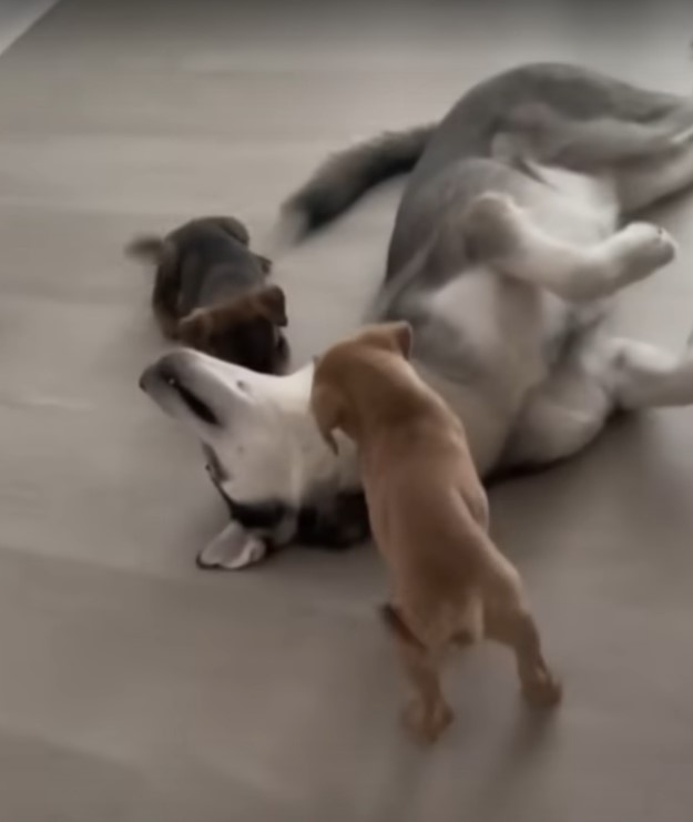 Husky enjoys playing with small puppies