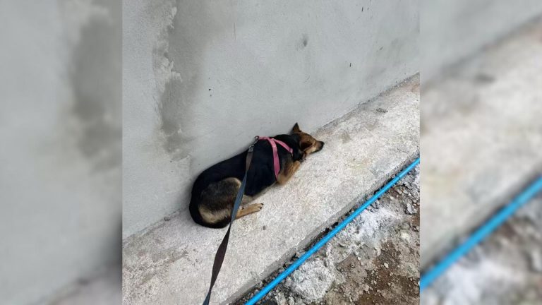 injured dog lying on concrete