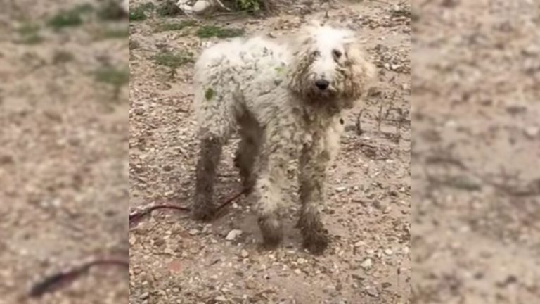 Injured Poodle Decided To Trust People Again