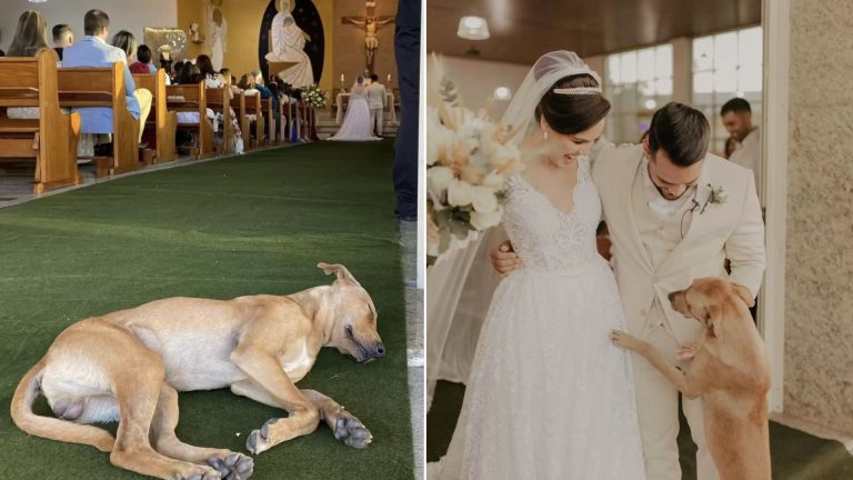 dog crashes on wedding