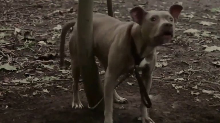 Jogger Finds Pit Bull Chained Deep